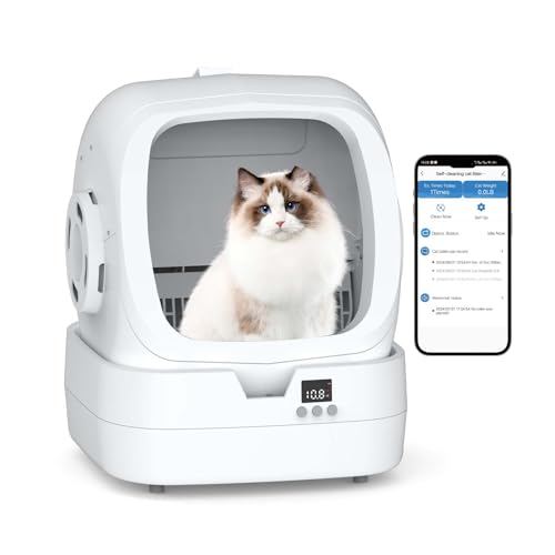https://m.media-amazon.com/images/I/31D8BeQKTTL.jpg