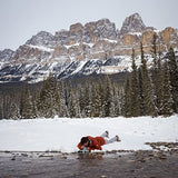 LifeStraw Personal Water Filter for Hiking, Camping, Travel, and Emergency Preparedness